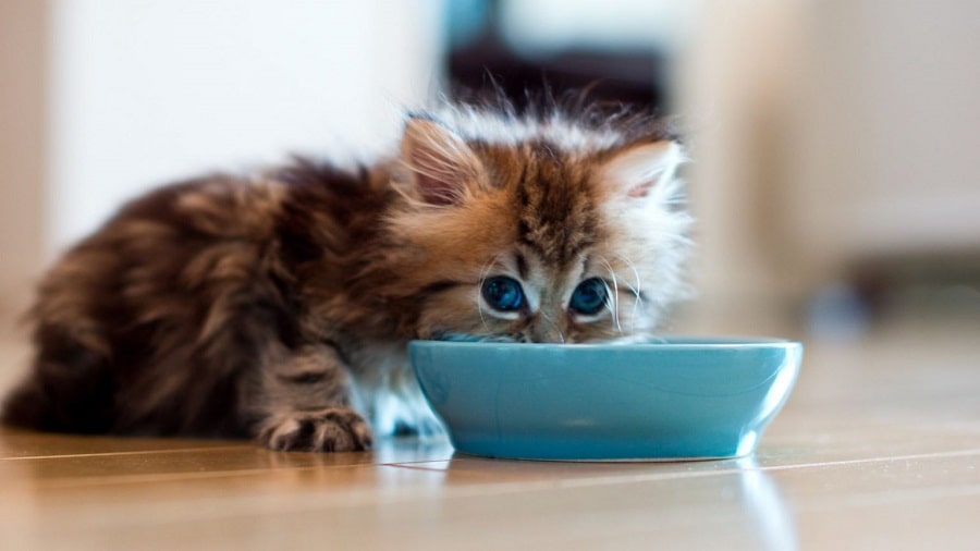 کنسرو غذای گربه